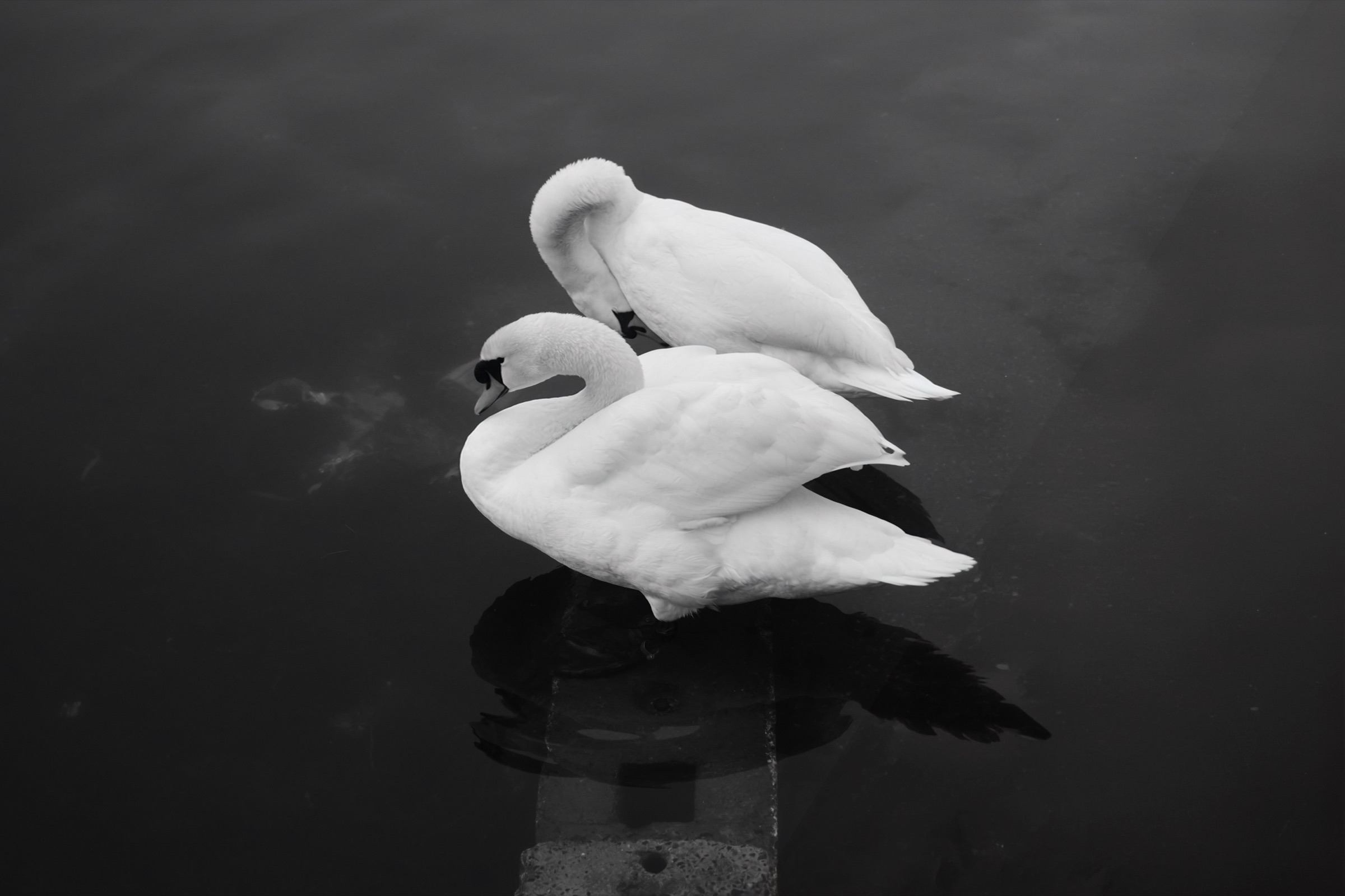 By the Waterline