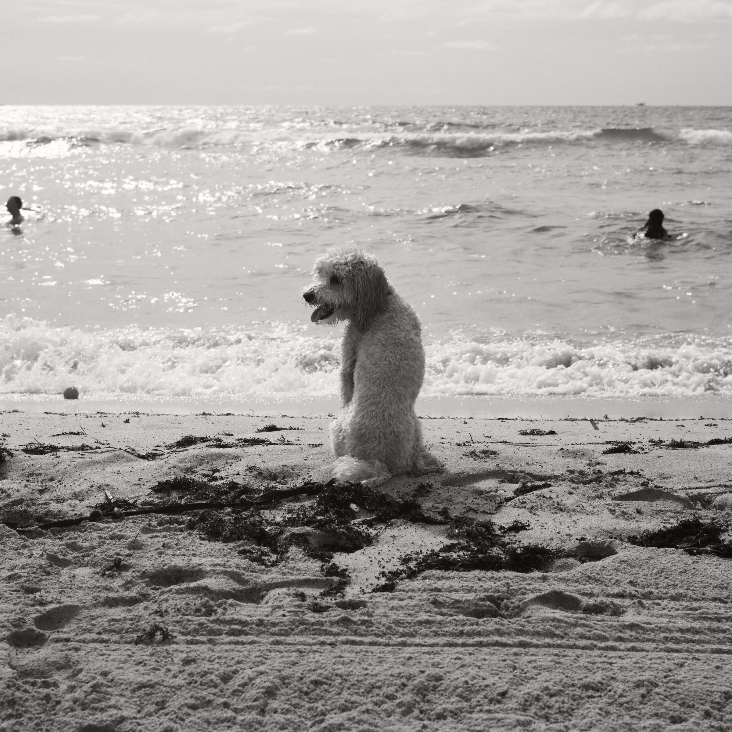 People, Paws & Pavement: The Characters of Miami