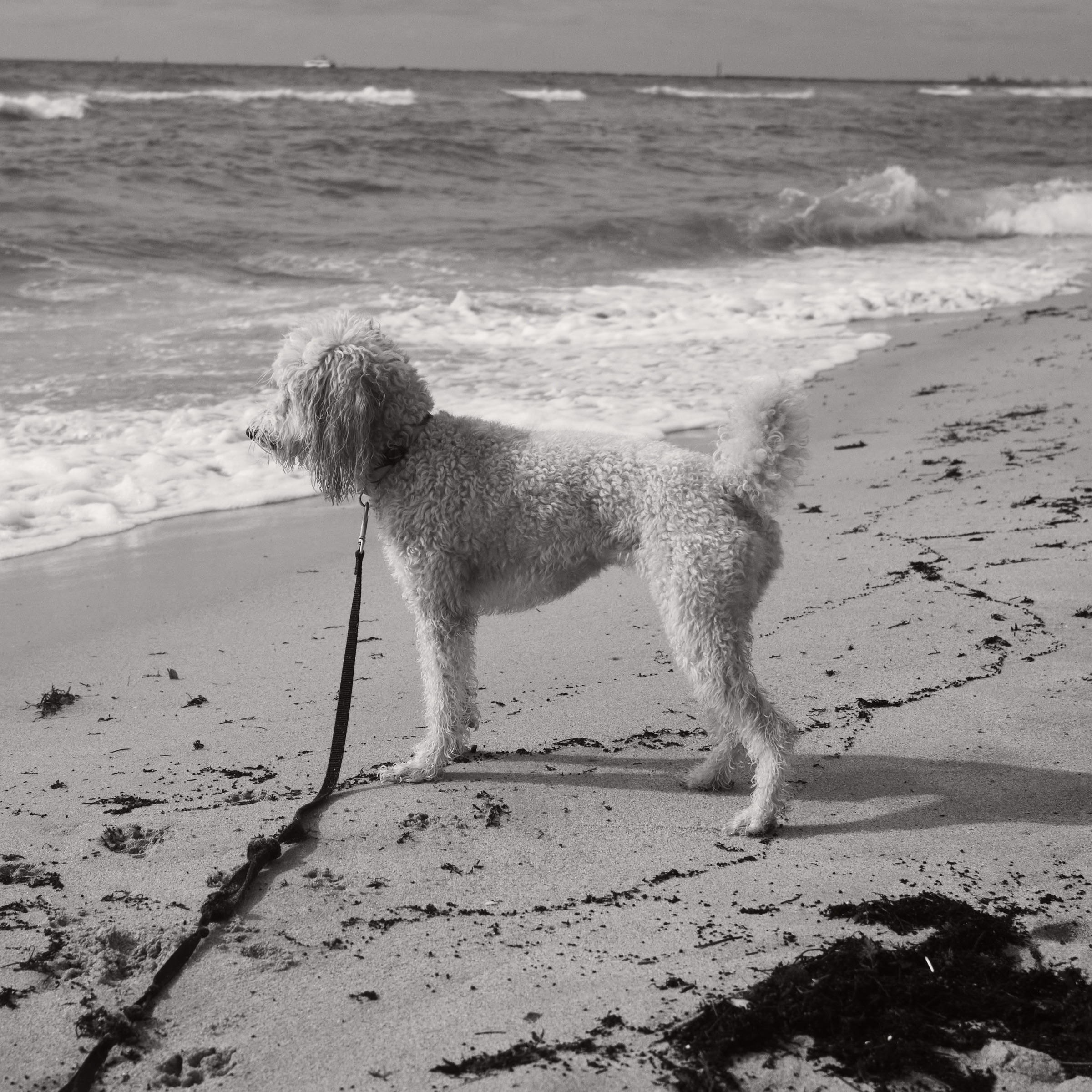 People, Paws & Pavement: The Characters of Miami